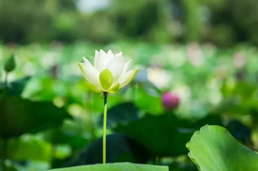 泼天流量轮到花农了，数字化时代的农业新机遇