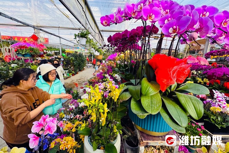 挑选年宵花，春节仪式感中的点缀与家的温馨氛围