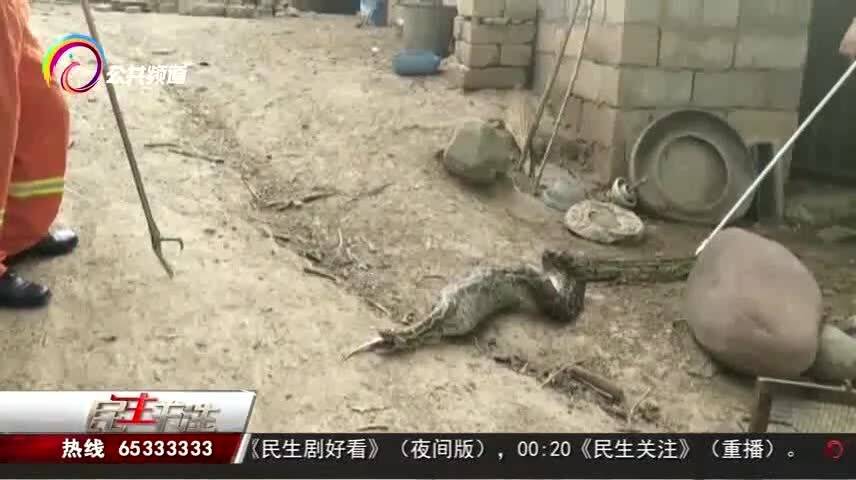 惊魂！130斤巨蟒菜地‘散步’，消防员上演生死救援！